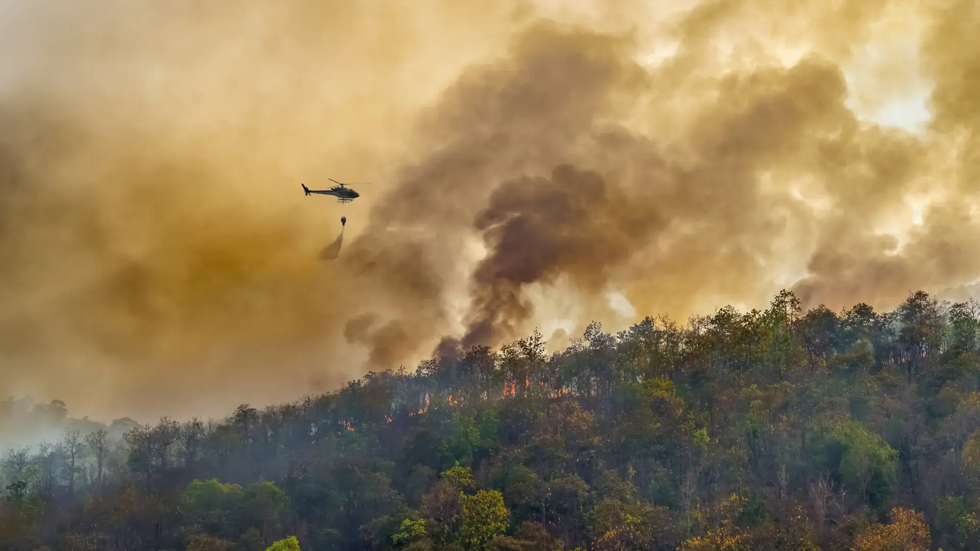 Wildfire Image 