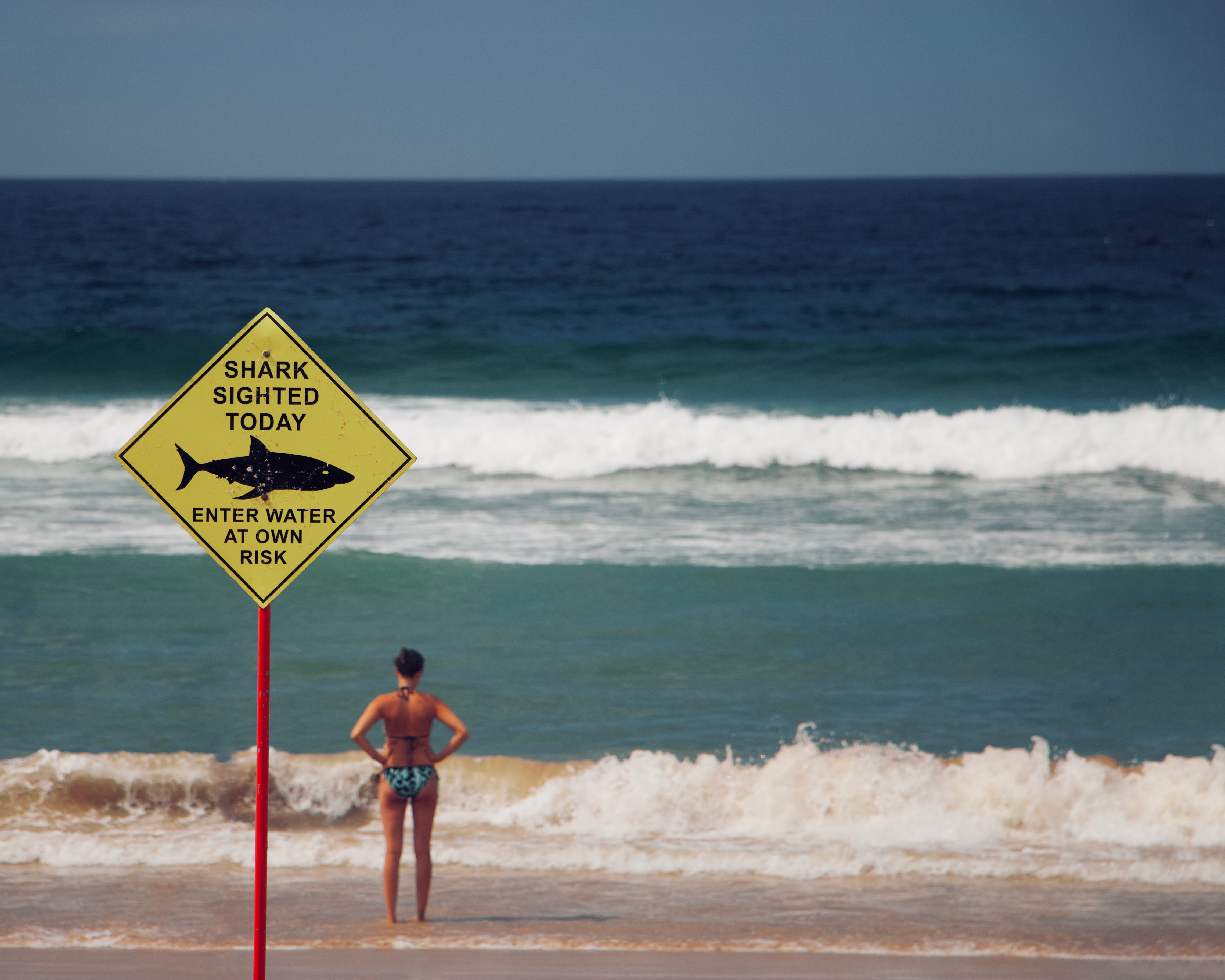 beach ocean shark sighting drones